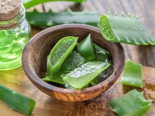 Gel nha đam gi&uacute;p chữa da bị ch&aacute;y nắng