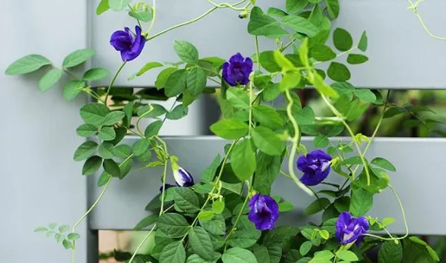 c&acirc;y đậu biếc