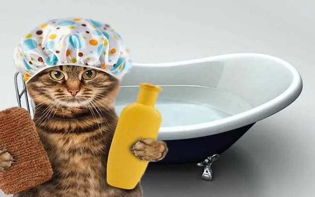 Chọn sữa tắm cho m&egrave;o c&oacute; th&agrave;nh phần dịu nhẹ