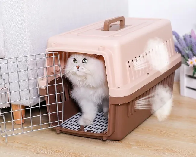 Vận chuyển ch&oacute; m&egrave;o bằng &ocirc; t&ocirc; cần c&oacute; một chiếc lồng chắc chắn