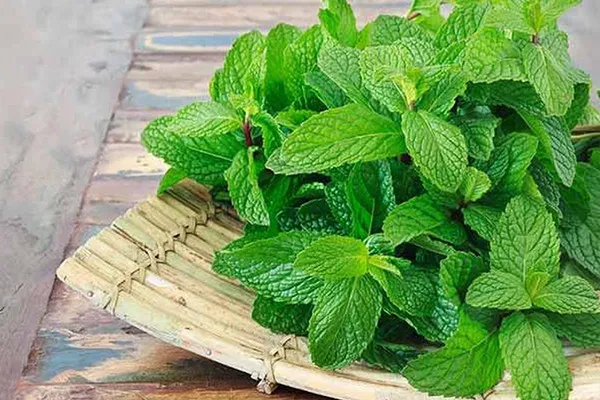 Cho con b&uacute; kh&ocirc;ng n&ecirc;n ăn g&igrave;? N&ecirc;n tr&aacute;nh ăn l&aacute; bạc h&agrave;, m&ugrave;i t&acirc;y, x&ocirc; thơm