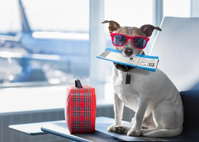 Trao đổi với nh&agrave; xe trước khi cho vận chuyển th&uacute; cưng