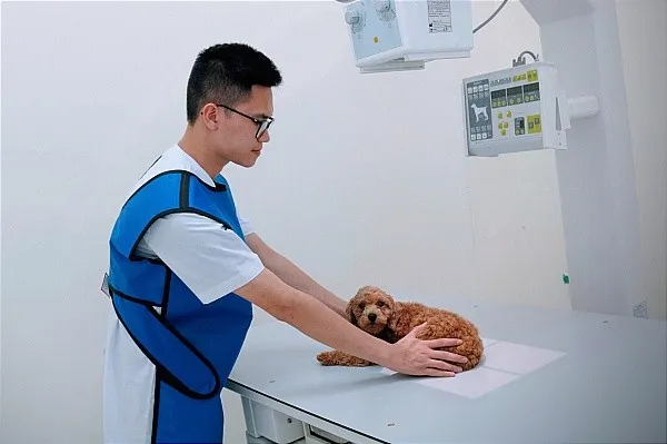 Ti&ecirc;m chủng cho th&uacute; cưng ở bệnh vi&ecirc;n th&uacute; cưng hoặc những cơ sở chuy&ecirc;n về th&uacute; y