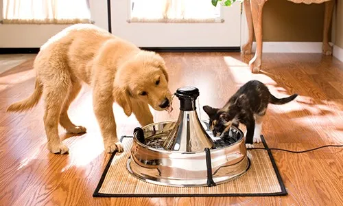 Trước khi vận chuyển ch&oacute; m&egrave;o bằng &ocirc; t&ocirc;, bạn cần cho th&uacute; cưng ăn v&agrave; uống nước