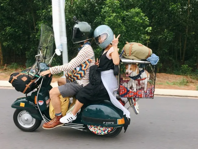 C&oacute; nhiều h&igrave;nh thức vận chuyển ch&oacute; m&egrave;o như: xe m&aacute;y, xe kh&aacute;ch, t&agrave;u, m&aacute;y bay