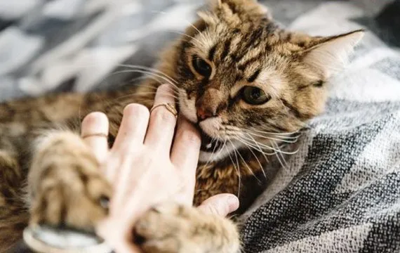 Bị m&egrave;o cắn c&oacute; sao kh&ocirc;ng? N&ecirc;n ki&ecirc;ng ăn g&igrave; v&agrave; xử l&yacute; như thế n&agrave;o?
