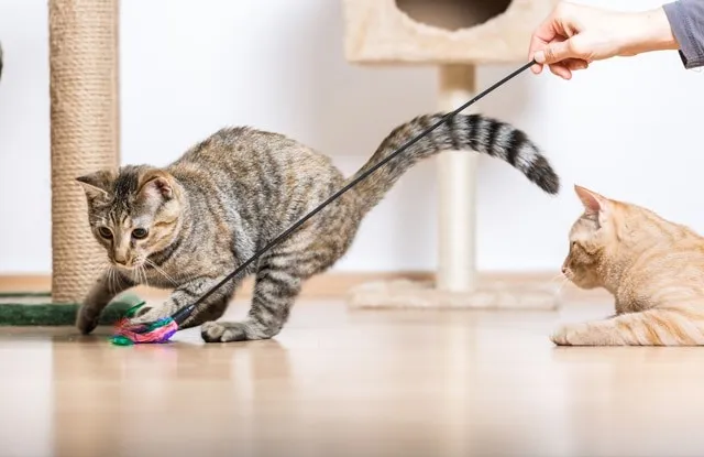 Kh&ocirc;ng n&ecirc;n chơi hay tr&ecirc;u đ&ugrave;a th&uacute; cưng bằng ng&oacute;n tay, ng&oacute;n ch&acirc;n của m&igrave;nh