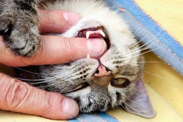 Khi m&egrave;o c&oacute; những dấu hiệu bất thường th&igrave; kh&ocirc;ng n&ecirc;n tr&ecirc;u đ&ugrave;a