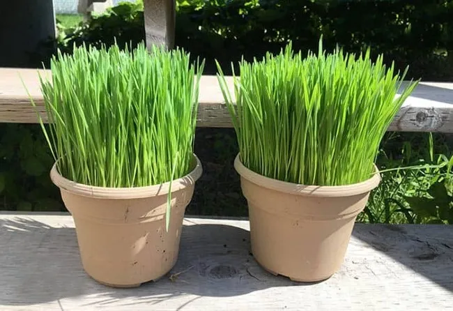 Thực hiện c&aacute;ch trồng cỏ m&egrave;o th&agrave;nh c&ocirc;ng cần c&oacute; đủ độ ẩm v&agrave; &aacute;nh s&aacute;ng