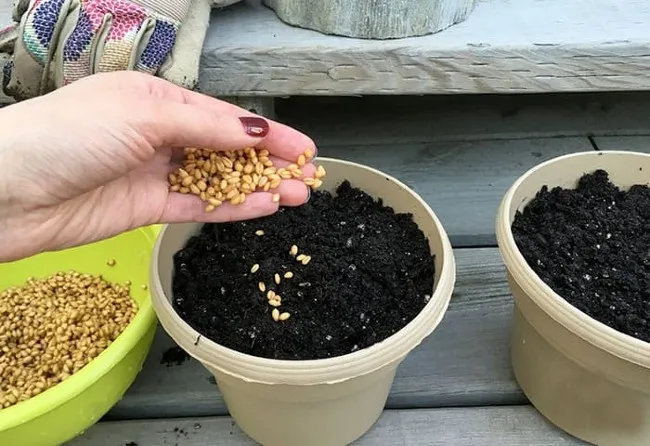 Thực hiện c&aacute;ch trồng cỏ m&egrave;o bằng c&aacute;ch rắc hạt l&ecirc;n đất