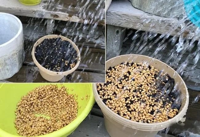 Tưới nhẹ nước l&ecirc;n bề mặt l&agrave; c&aacute;ch để c&aacute;ch trồng cỏ m&egrave;o