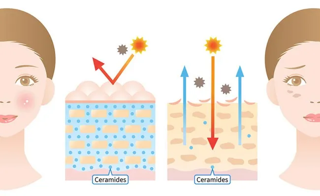 Ceramides là gì trong chăm sóc da? Tác dụng và cách sử dụng Ceramides
