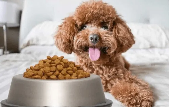 Top 10 đồ ăn cho ch&oacute; Poodle gi&uacute;p l&ocirc;ng đẹp v&agrave; dinh dưỡng nhất