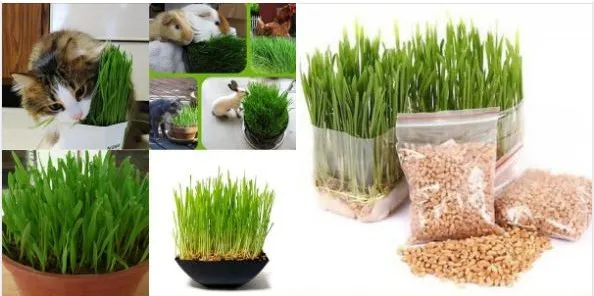 hướng dẫn c&aacute;ch trồng cỏ m&egrave;o