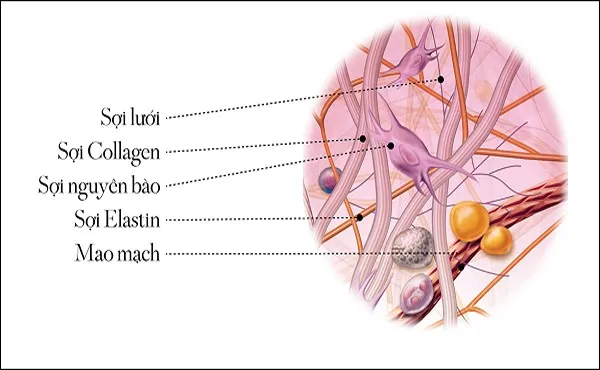 Elastin l&agrave; một loại protein giống collagen được sản xuất tự nhi&ecirc;n trong cơ thể