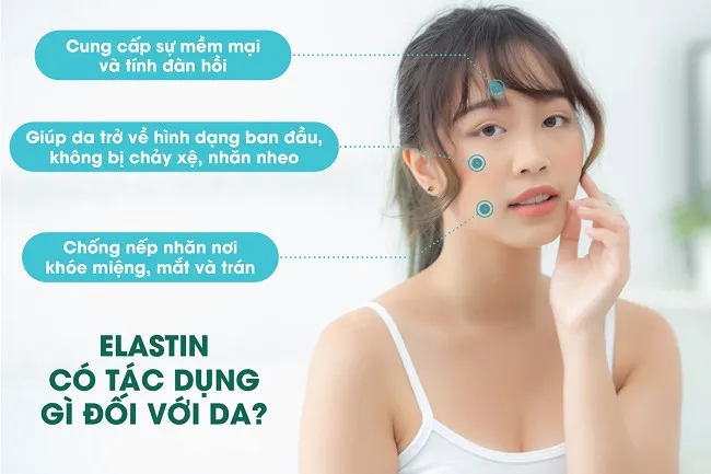 Elastin gi&uacute;p da ẩm mịn, giữ nước v&agrave; ngăn ngừa mất collagen tự nhi&ecirc;n