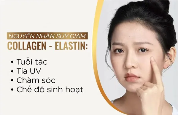 Elastin v&agrave; Collagen suy giảm do nhiều yếu tố từ b&ecirc;n trong v&agrave; t&aacute;c động b&ecirc;n ngo&agrave;i