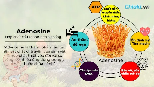 Adenosine trong tr&ugrave;ng thảo gi&uacute;p bảo vệ tim mạch