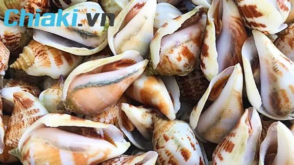 ốc l&agrave; thực phẩm gi&agrave;u canxi cho b&agrave; bầu