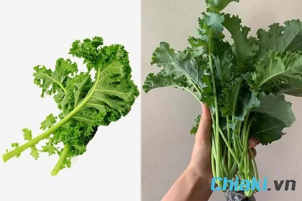 cải xoăn l&agrave; thực phẩm gi&agrave;u canxi cho b&agrave; bầu