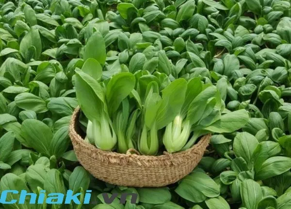 rau cải ch&iacute;p l&agrave; thực phẩm gi&agrave;u canxi cho b&agrave; bầu