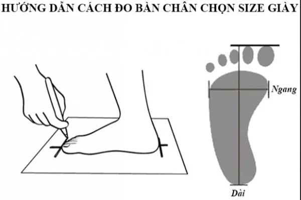 Hướng dẫn c&aacute;ch đo size gi&agrave;y Adidas đ&uacute;ng chuẩn