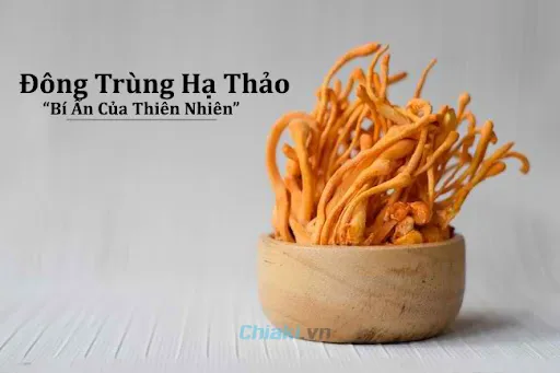 ưu &dstrok;iểm của đ&ocirc;ng tr&ugrave;ng hạ thảo đối với sức khỏe