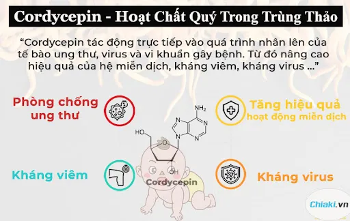 Cordycepin trong tr&ugrave;ng thảo gi&uacute;p bảo vệ hệ miễn dịch