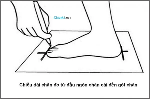 Ch&acirc;n 23cm đi gi&agrave;y size bao nhi&ecirc;u l&agrave; chuẩn?