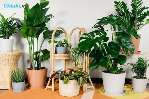 C&oacute; thể chọn qu&agrave; biếu Tết l&agrave; c&acirc;y cảnh