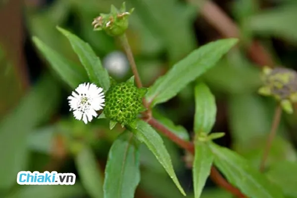 Sử dụng c&acirc;y nhọ nồi (cỏ mực)