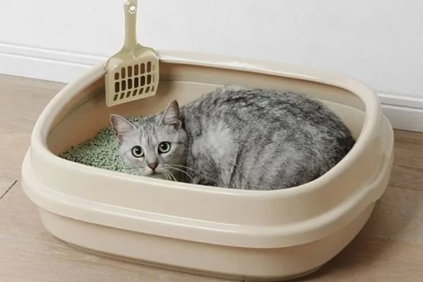 Những mẹo gi&uacute;p m&egrave;o học c&aacute;ch đi vệ sinh đơn giản