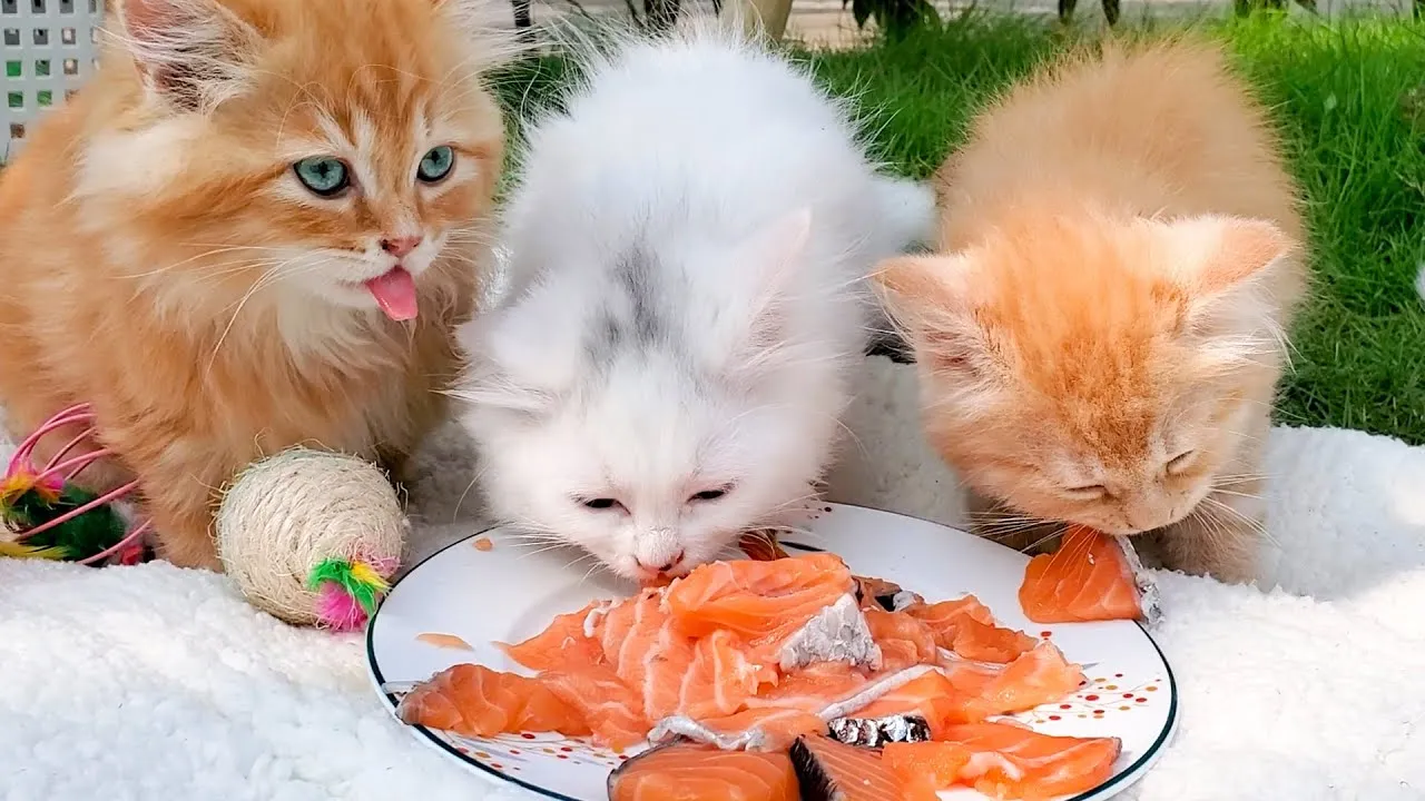 C&aacute; tươi m&oacute;n kho&aacute;i khẩu cho b&eacute; m&egrave;o con