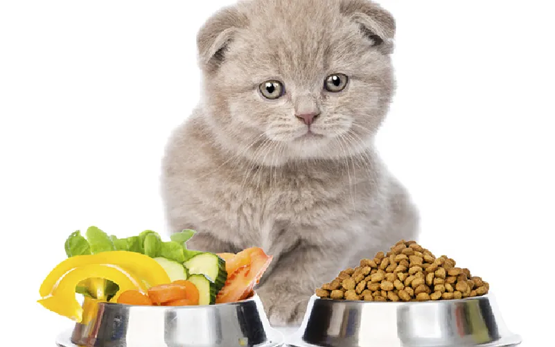M&egrave;o con cần nhu cầu dinh dưỡng như thế n&agrave;o