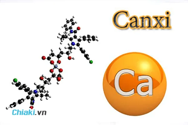 Trong canxi c&aacute; tuyến c&oacute; những th&agrave;nh phần g&igrave;?