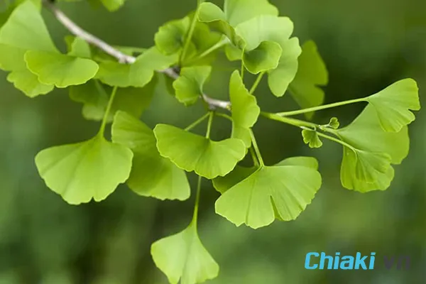 L&aacute; bạch quả