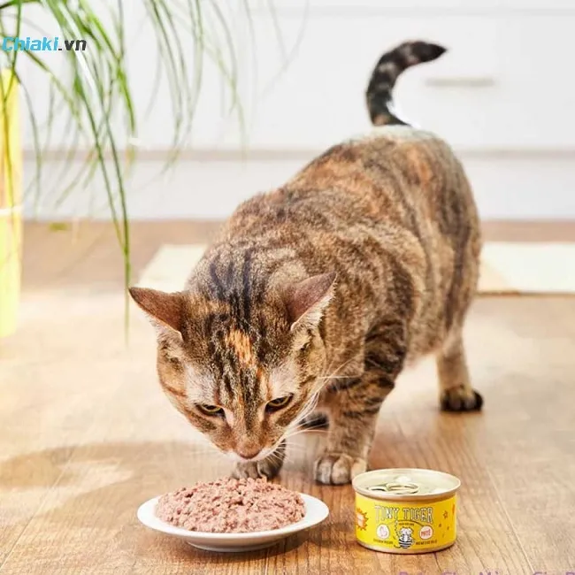 Hướng dẫn cho m&egrave;o ăn pate đ&uacute;ng c&aacute;ch