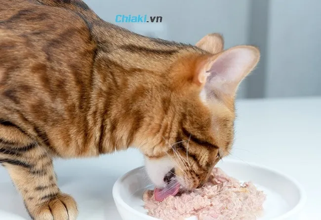 C&aacute;ch chọn pate cho m&egrave;o