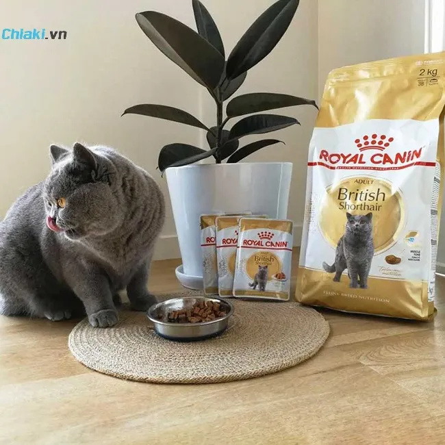 Pate cho m&egrave;o Anh l&ocirc;ng ngắn Royal Canin British Shorthair