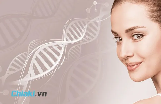Collagen l&agrave; g&igrave;
