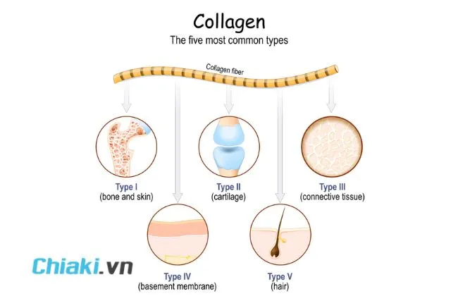 Ph&acirc;n loại collagen
