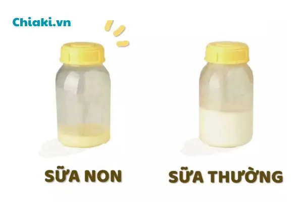 Sữa non v&agrave; sữa thường