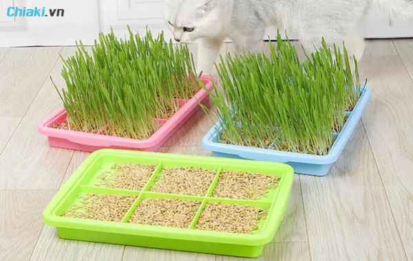 C&aacute;ch chăm s&oacute;c cỏ m&egrave;o của bạn hiệu quả l&acirc;u d&agrave;i