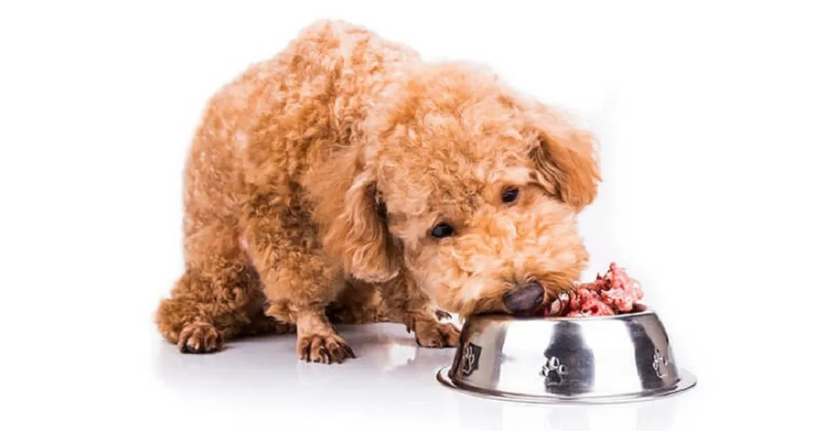 C&aacute;c dạng thức ăn cho ch&oacute; Poodle gi&uacute;p nu&ocirc;i dưỡng l&ocirc;ng