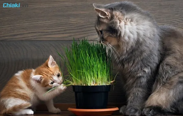 Những lợi &iacute;ch khi trồng cỏ m&egrave;o tạo nh&agrave;