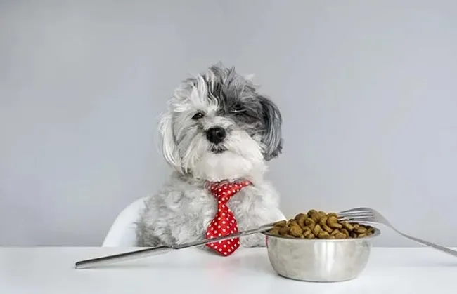 Ch&oacute; Poodle ăn g&igrave;