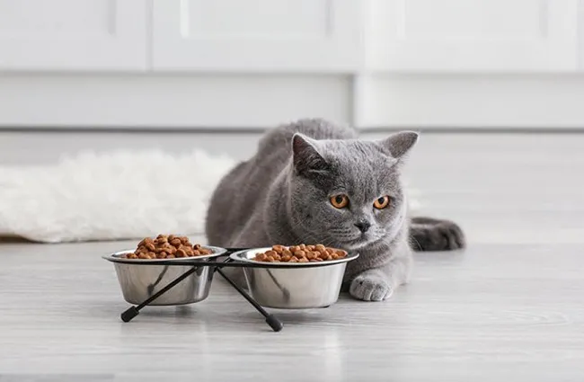 M&egrave;o ăn g&igrave; dễ ti&ecirc;u h&oacute;a