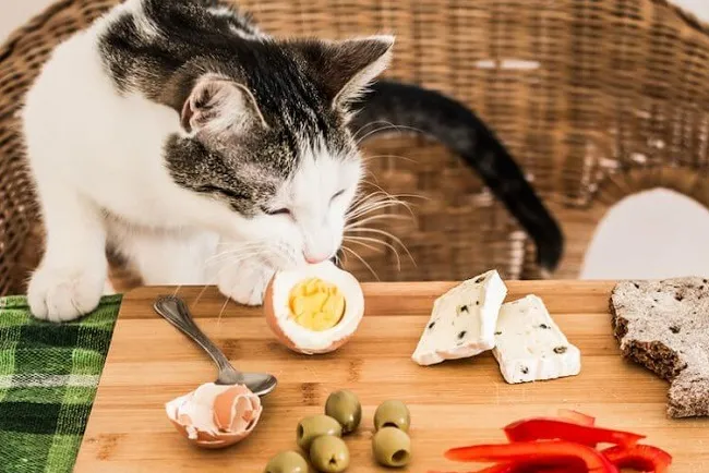 M&egrave;o ăn trứng được kh&ocirc;ng
