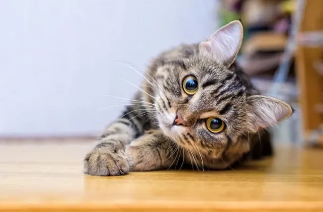 M&egrave;o bao nhi&ecirc;u tuổi c&oacute; thể mang thai