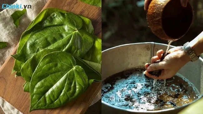 Chữa trị v&agrave; ph&ograve;ng ngừa vi&ecirc;m &acirc;m đạo bằng l&aacute; trầu kh&ocirc;ng l&agrave;nh t&iacute;nh, l&agrave;nh t&iacute;nh